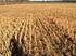 EXPENDITURE ON HARVEST AND ENSILING OF CORN GRAIN IN A PLASTIC BAGS NAKŁADY PONOSZONE NA ZBIÓR I ZAKISZANIE ZIARNA KUKURYDZY W WORKU FOLIOWYM