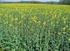 Disease severity on winter rapeseed grown in short-term monoculture taking into consideration the different production systems