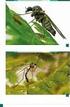 Materiały do znajomości krajowej fauny błonkówek z rodziny pokosowatych (Hymenoptera, Aulacidae)