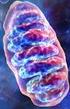 Mitochondrium a śmierć komórki Mitochondria and cell death