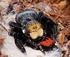 New records of the ladybird spider Eresus (Araneae: Eresidae) in northern Poland