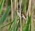 Zaroślówka Acrocephalus dumetorum nowym gatunkiem w awifaunie Śląska Blyth s Reed Warbler Acrocephalus dumetorum a new species in Silesian avifauna