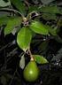 ... smaczliwka (Persea Scheffer) rodzaj wiecznie zielonych drzew z rodziny wawrzynowatych (Lauraceae).