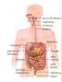 Przewód pokarmowy Gruczoły układu pokarmowego