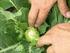 Wpływ terminu sadzenia rozsady i osłaniania włókniną polipropylenową na plon i jakość owoców melona (Cucumis melo L.) odmiany Malaga F 1