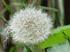 Gatunki rodzaju Taraxacum (Asteraceae) w Polsce. Cz. 3. Wielkopolska