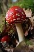 On some agarics occurring in carr forests