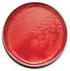 BBL CDC Anaerobe 5% Sheep Blood Agar with Phenylethyl Alcohol (PEA)