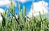 Wykorzystanie słomy pszenicy ozimej do nawożenia rzepaku ozimego II. Wpływ nawożenia słomą pszenicy i azotem na skład chemiczny nasion rzepaku ozimego