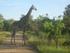 Park Narodowy Krugera Johannesburg Park Narodowy Krugera Panorama Route - Johannesburg