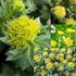 Content of biologically active compounds in roseroot (Rhodiola sp.) raw material of different derivation
