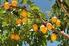 SIŁA WZROSTU ORAZ PLONOWANIE MORELI W WARUNKACH POMORZA ZACHODNIEGO. Growth and yielding of apricot trees in Western Pomerania