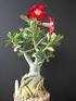 adenium Adenium obesum sok wysoka