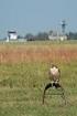 FLIGHT SAFETY IN THE ASPECT OF BIRD STRIKES IN POLISH AIR FORCE