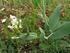 Występowanie Conringia orientalis (Brassicaceae) i Scandix pecten-veneris (Apiaceae) na obszarze Niecki Nidziańskiej
