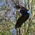 Ptaki Śląska Birds of Silesia