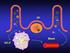 NEUROENDOKRYNOIMMUNOLOGIA W MEDYCYNIE