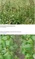 Warianty technologii uprawy rzepaku ozimego (Brassica napus L. var. napus)
