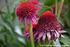Nazwa Jeżówka - Echinacea