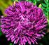 Kwiaty jednoroczne. Aster chiński chryzant. wysoki SIDONIA - NOWOŚĆ. karłowy- kwiaty koszyczkowate 76 ciemnoróżowy 1 w