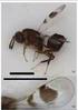 New records of Platygastrinae (Hymenoptera: Platygastridae) in Poland, including sixteen species new in the Polish fauna