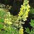 Evaluation of yellow lupine plant infection by fungal pathogens in different regions of Poland