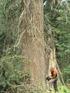 Drewno i łyko wtórne drzew iglastych na przykładzie sosny pospolitej