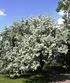 COLLECTION OF THE GENUS Malus MILL. IN THE BOTANICAL GARDEN OF THE POLISH ACADEMY OF SCIENCES IN WARSAW