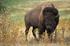 FREE-RANGING BISON (BISON BONASUS L.) MANAGEMENT IN POLAND IN THE YEARS