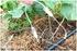 TECHNOLOGY OF TRICKLE IRRIGATION OF ROOT VEGETABLES GROWN ON THE RIDGES