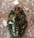 nowe stanowiska Rzadkich gatunków chrząszczy na terenie Bieszczadzkiego Parku Narodowego oraz w Bieszczadach