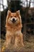 Wzorzec FCI nr 291 / /, wersja angielska. EURASIER (Eurasian)