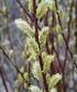 SALIX CORDATA AMERICANA Hort. I SALIX VIMINALIS L.