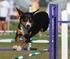 ENTLEBUCHER (Entlebucher Sennenhund, Entlebuch Cattle Dog)