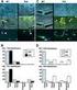 Use of recombinant P1 protein of Mycoplasma pneumoniae for the serodiagnosis of mycoplasmosis