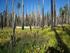 NATURAL AND ECONOMIC VALUE OF THE MID-FOREST MEADOWS IN THE BUKÓWKA RIVER VALLEY