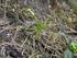 Fot. 1. Botrychium Lunaria (L.) Sw. rosnący na opisywanym stanowisku. Zdjęcie autora. Ryc.1 Autor Kinga Gawrońska Botrychium lunaria (L.) Sw.