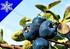 PORÓWNANIE KILKU ODMIAN BORÓWKI WYSOKIEJ I PÓŁWYSOKIEJ. Comparative studies of some highbush and half-highbush blueberry cultivars
