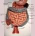 CALIBRATION OF THE NEW HUMAN THORAX MODEL FOR LOW IMPACT LOADING RATES