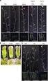 Analysis of the low-linolenic mutant genotypes of winter oilseed rape (Brassica napus L.) with the use of DNA markers *