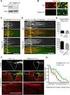 INFLUENCE OF CONDITIONING ON THE OUTPUT LOSSES DURING PELLETING OF PLANT MATERIALS