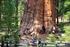 Generał Sherman mamutowiec olbrzymi i inne okazy rekordowych drzew