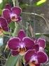 Phalaenopsis CULTIVATION IN DIFFERENT MEDIA. PART II. NUTRIENTS AND CHLOROPHYLL CONCENTRATION IN LEAVES AND ROOTS