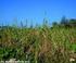 PLANT PARTS STRUCTURE AND YIELDING OF SORGHUM INTERCROPPED WITH MAIZE AND SPACED ALTERNATELY IN EVERY TWO ROWS