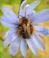 Pszczoła niedoceniona strażniczka życia. Rozmowa z prof. Józefem Banaszakiem