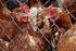 Wysoce zjadliwa grypa ptaków H5N8 w powiecie gorzowskim - dotychczasowe działania prowadzone w jej zwalczaniu.