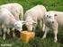 Żywienie owiec. Pasze stosowane w żywieniu owiec. Pasze objętościowe soczyste
