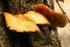 ZAWARTOŚĆ I BIOKONCENTRACJA RTĘCI U MUCHOMORA CZERWONAWEGO (Amanita rubescens) Z POLSKI POŁNOCNEJ