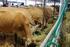 Dobrostan bydła Dobrostan Dobrostan Ochrona zwierząt hodowanych do celów rolniczych Utrzymywanie cieląt