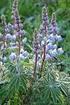 Occurrence of fungal diseases on blue lupine (Lupinus angustifolius L.) plants at different regions of Poland